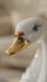 360 view of ceramic swan family showpiece