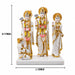A dimensional diagram illustrating the exact height and width of the White and Gold Ram Darbar.